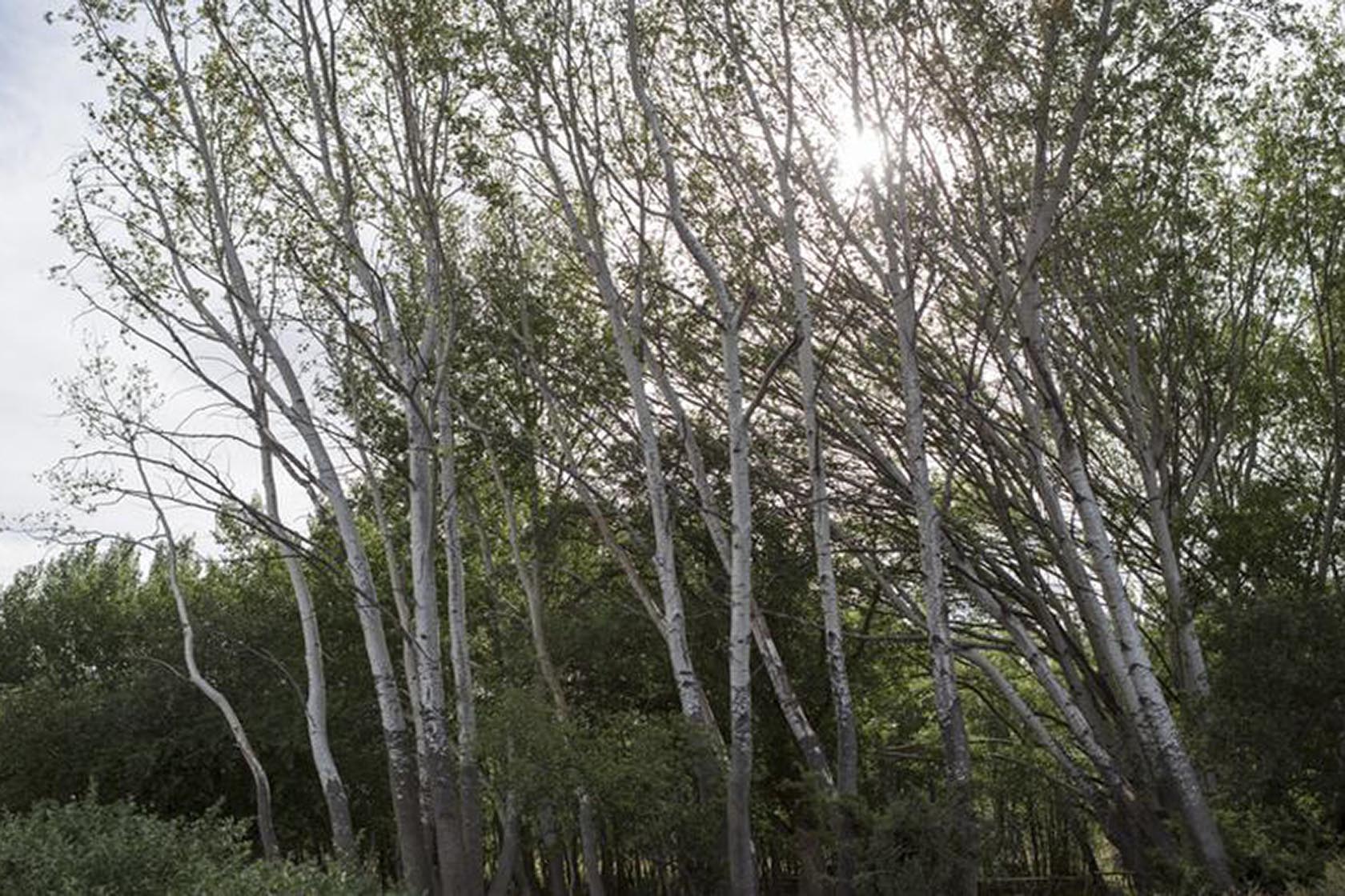 Perfect Hideaways- A grove of tall, slender trees leaning gently in the wind, their pale trunks glowing softly as sunlight filters through dense green foliage. Karoo Cottage, Sneeuberg Nature Reserve, Eastern Cape, South Africa