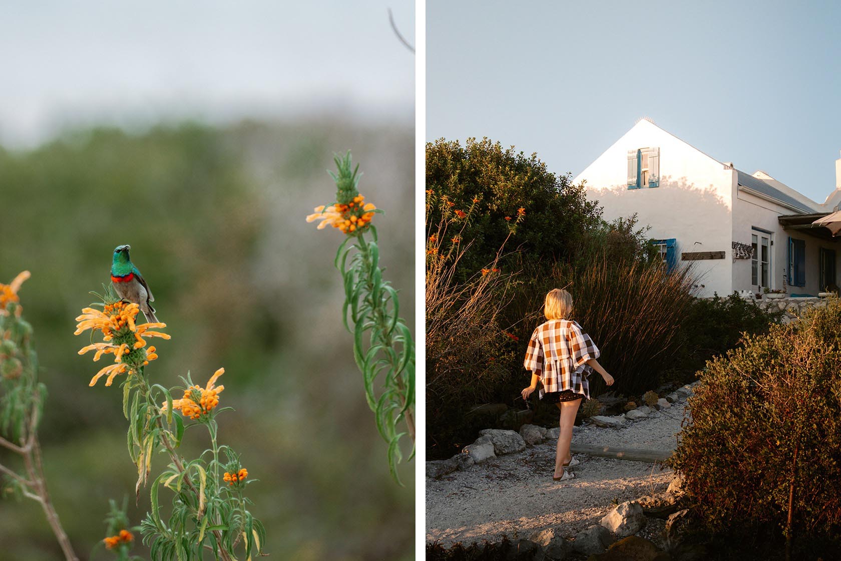 Perfect Hideaways - A vibrant sunbird perched on bright orange wildflowers in the fynbos, paired with a golden-hour scene of a woman walking up the sandy path toward the whitewashed cottage with blue shutters Seagull Cottage_Churchhaven_West Coast_Western Cape_South Africa