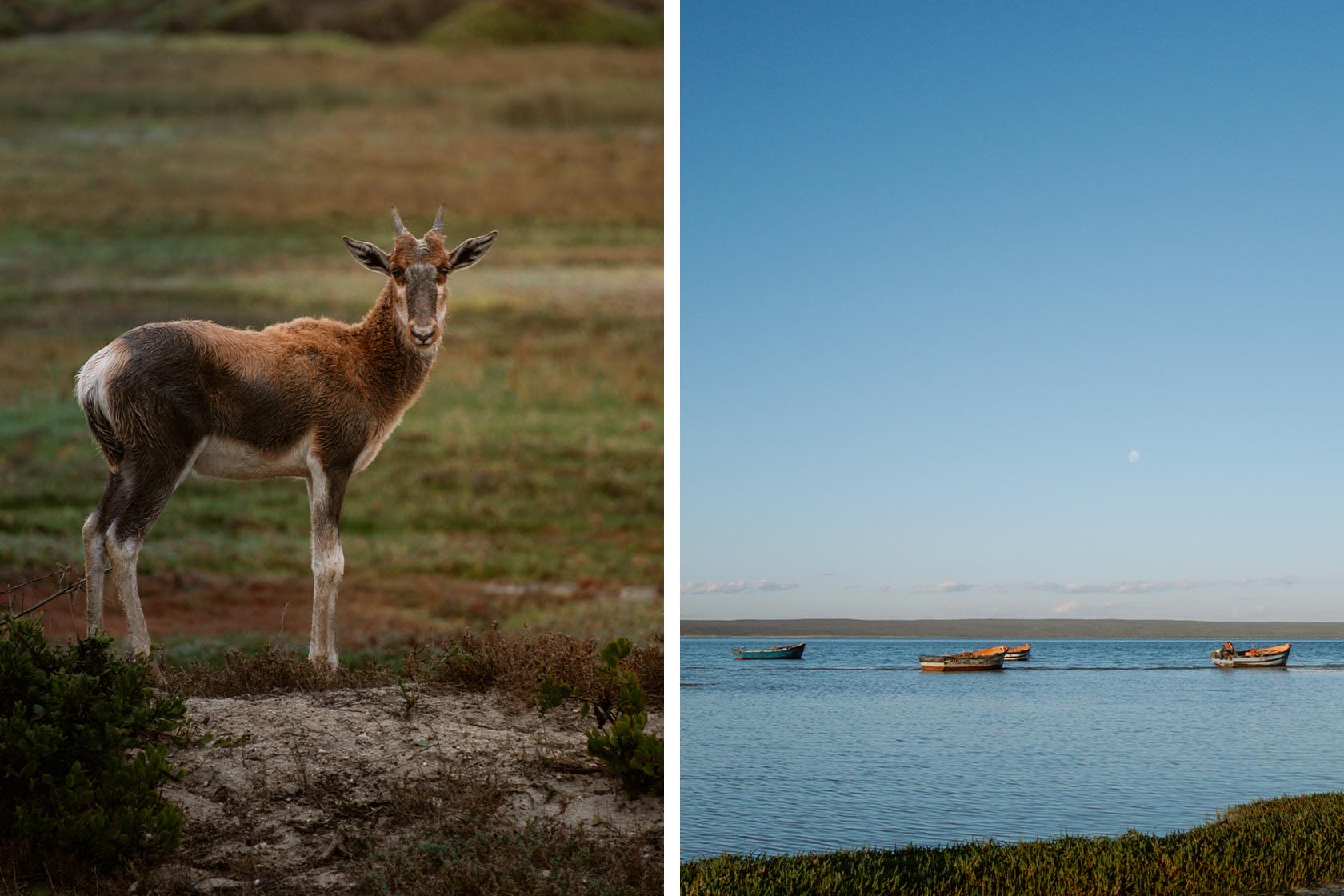 Perfect Hideaways- Antelope standing alert in open fynbos landscape with earthy tones and soft focus background, highlighting local wildlife near the cottage, Yellowwood Cottage, Churchhaven, Western Cape, South Africa