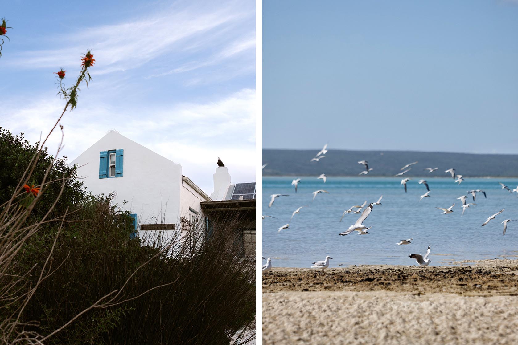 Perfect Hideaways - A classic white gable with bright blue shutters rising above lush coastal shrubs, paired with a serene lagoon scene where flocks of seabirds soar over calm turquoise water Seagull Cottage_Churchhaven_West Coast_Western Cape_South Africa