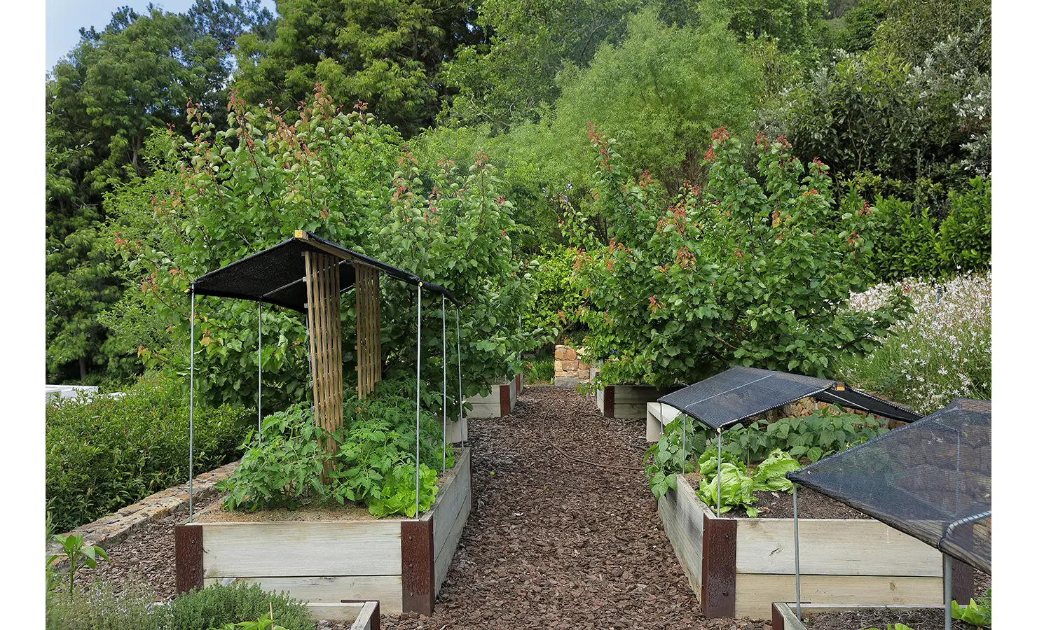 Perfect Hideaways A thriving vegetable garden with raised beds, protective shade netting, and leafy produce surrounded by lush greenery Pure Living, Bishopscourt