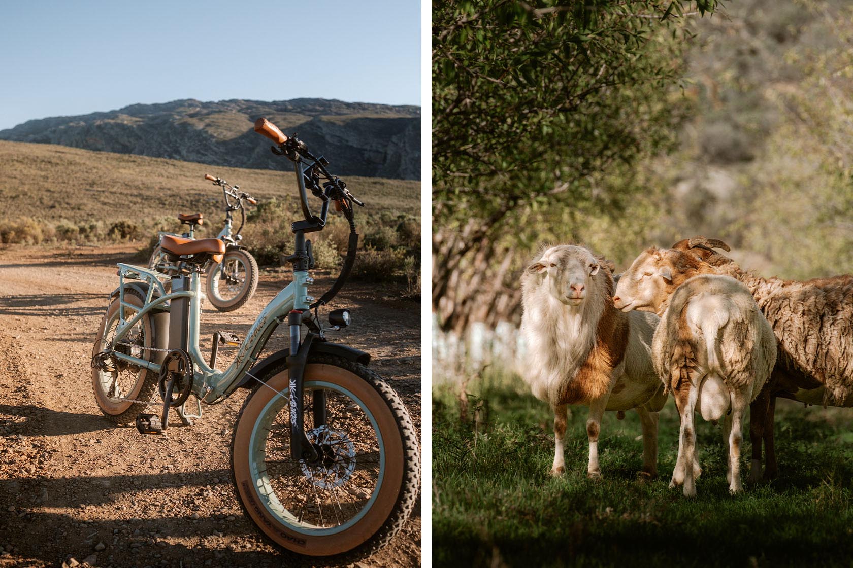 Perfect Hideaways e-bikes and local farm wildlife experiences in the rugged Karoo landscape, Jackals Rest, Montagu